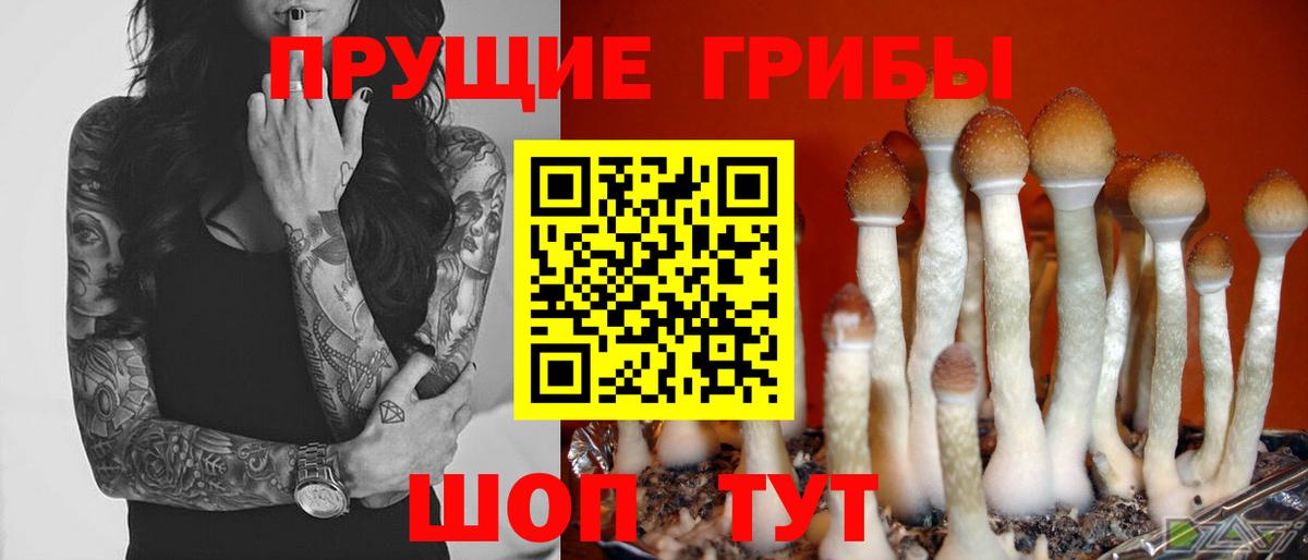 Галлюциногенные грибы Magic Shrooms  Галлюциногенные грибы Psilocybine cubensis  Клинцы 